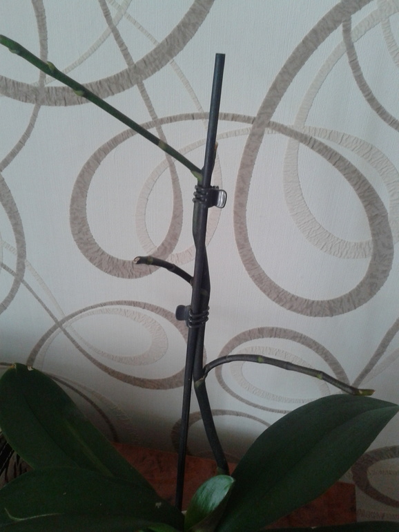 Орхидеи не цветут((((