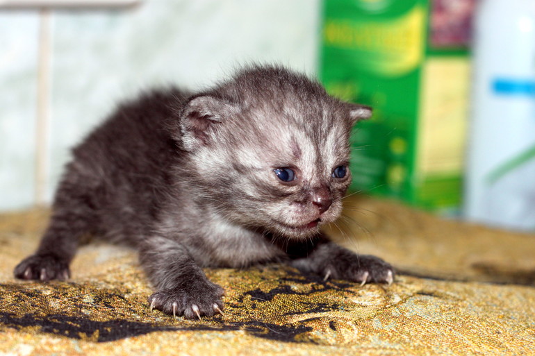 У нас родились полубританцы