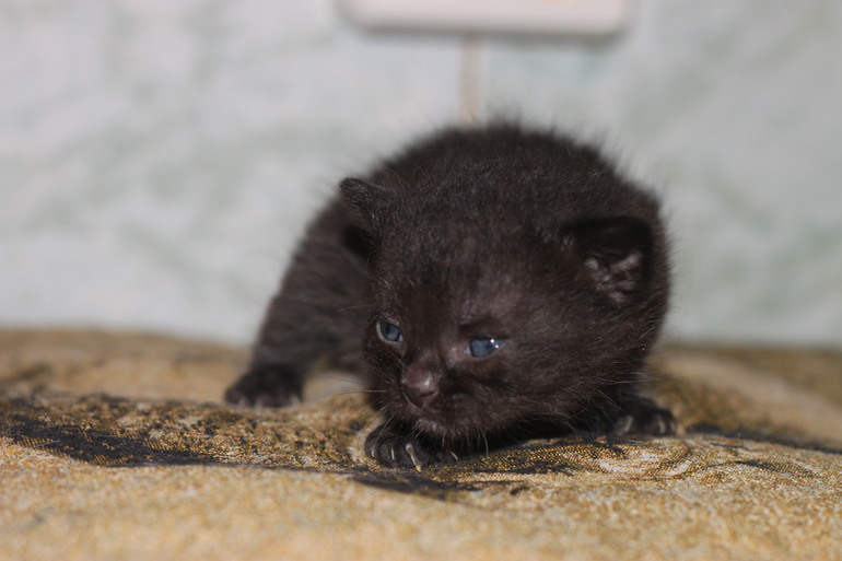 У нас родились полубританцы