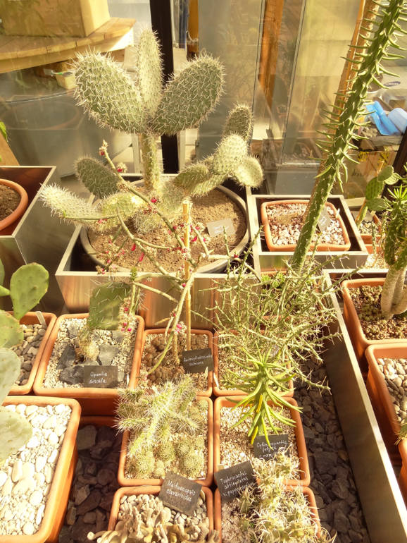 Выставка суккулентов в Аптекарском огороде