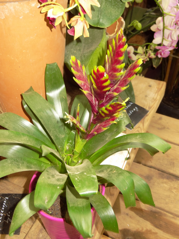 Выставка в аптекарском огороде