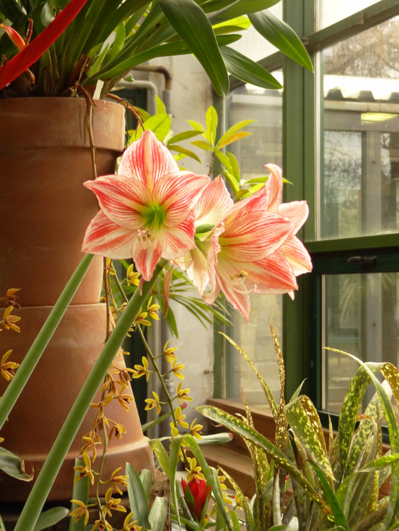 Выставка в аптекарском огороде