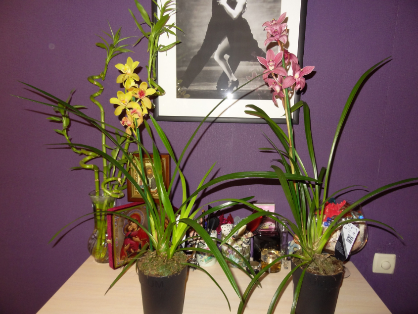 Мои орхидейные новички и не много старичков))))))