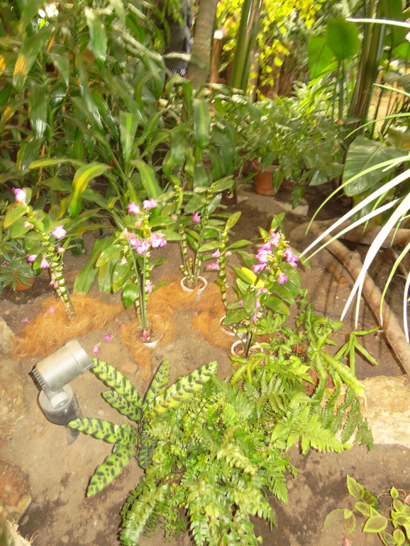 Выставка в аптекарском огороде