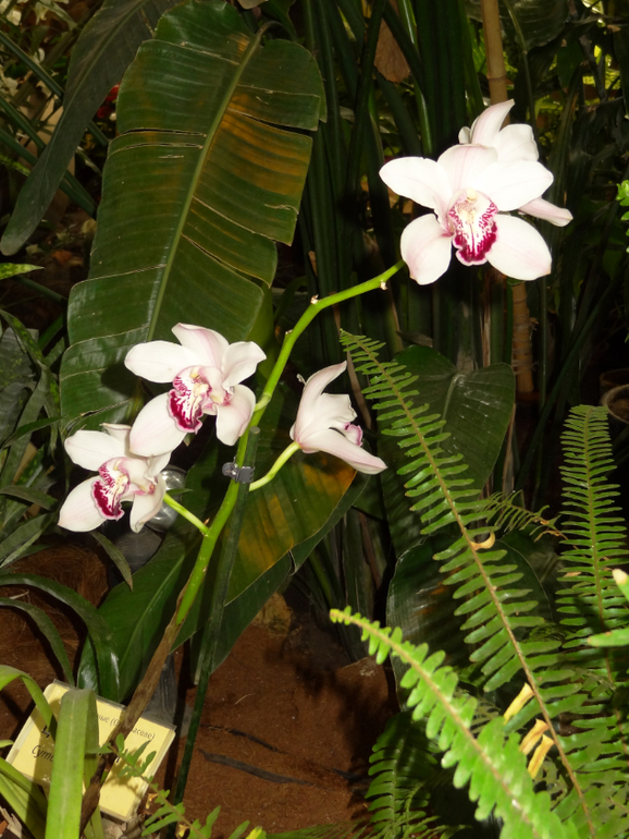 Выставка в аптекарском огороде