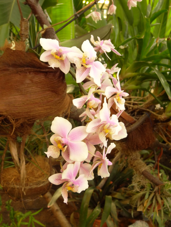 Выставка в аптекарском огороде