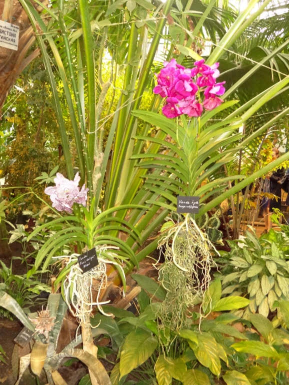 Выставка в аптекарском огороде