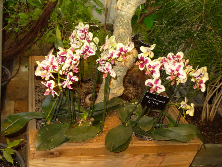 Выставка в аптекарском огороде