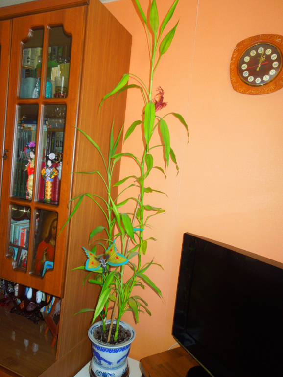 Отдам даром хорошие цветочки, но без горшков