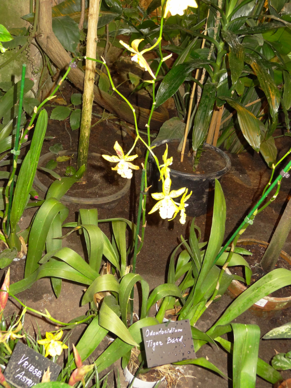 Выставка в аптекарском огороде