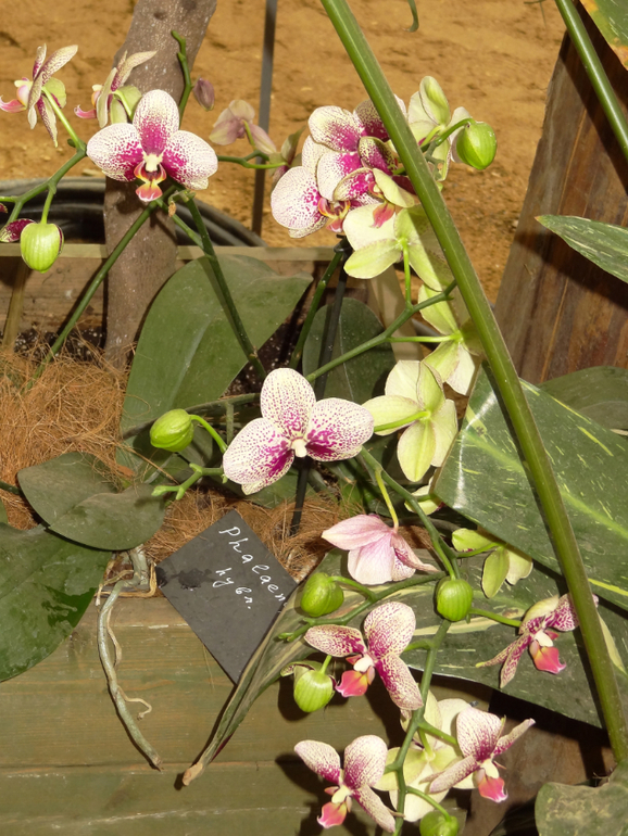 Выставка в аптекарском огороде