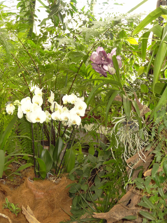 Выставка в аптекарском огороде