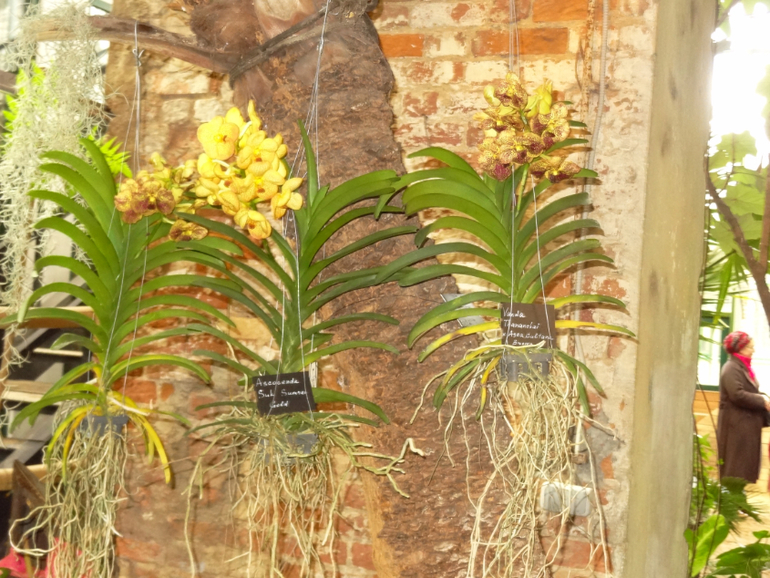 Выставка в аптекарском огороде