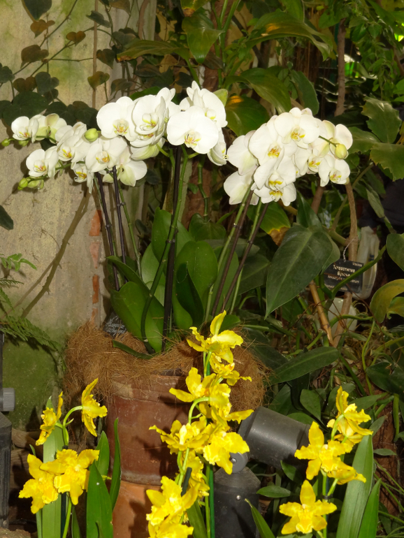 Выставка в аптекарском огороде