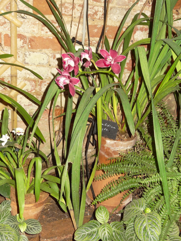 Выставка в аптекарском огороде