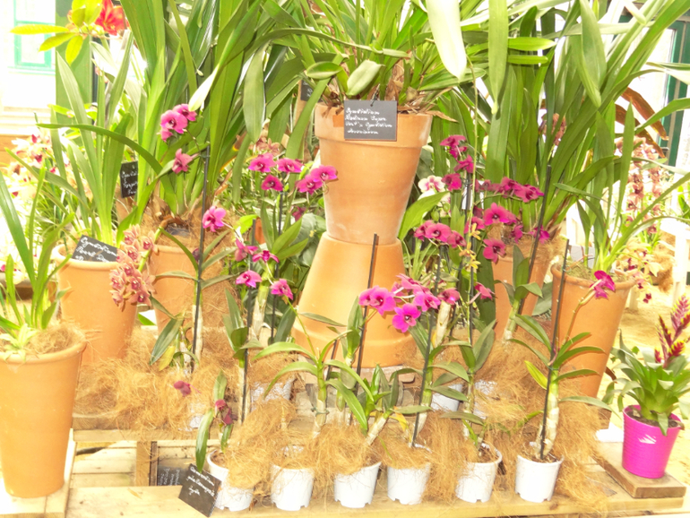 Выставка в аптекарском огороде