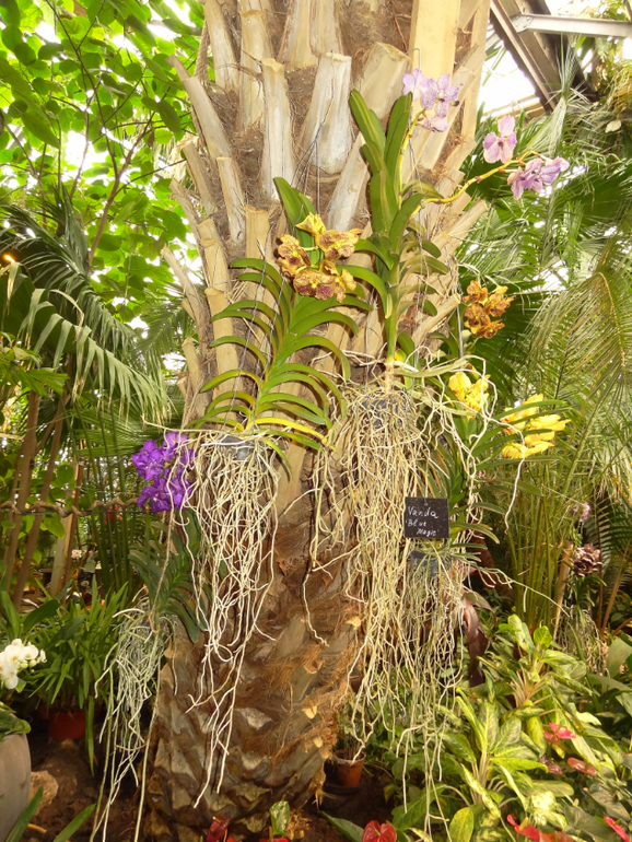 Выставка в аптекарском огороде