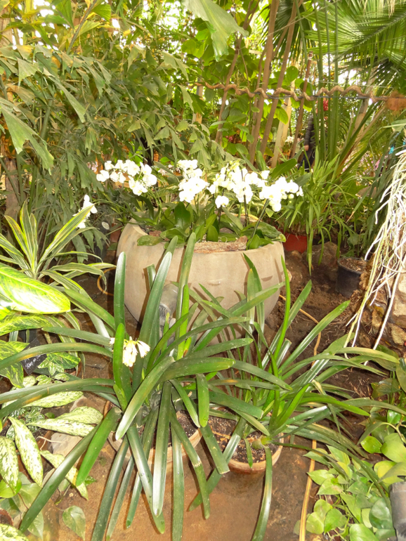 Выставка в аптекарском огороде