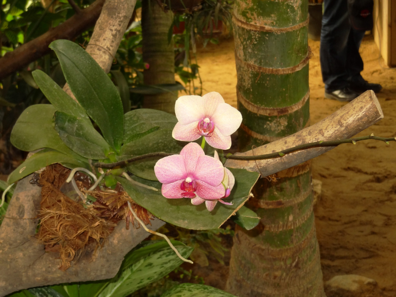 Выставка в аптекарском огороде