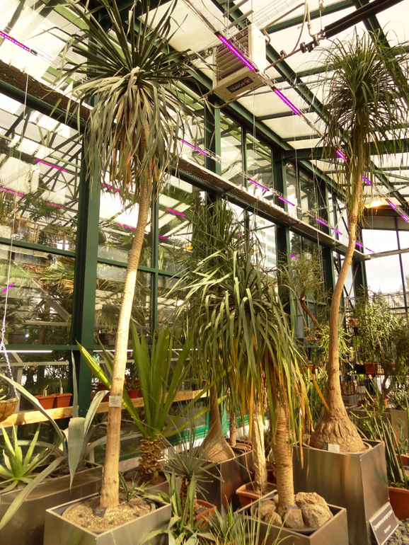 Выставка суккулентов в Аптекарском огороде