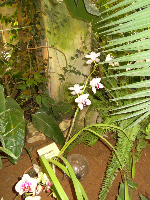 Выставка в аптекарском огороде