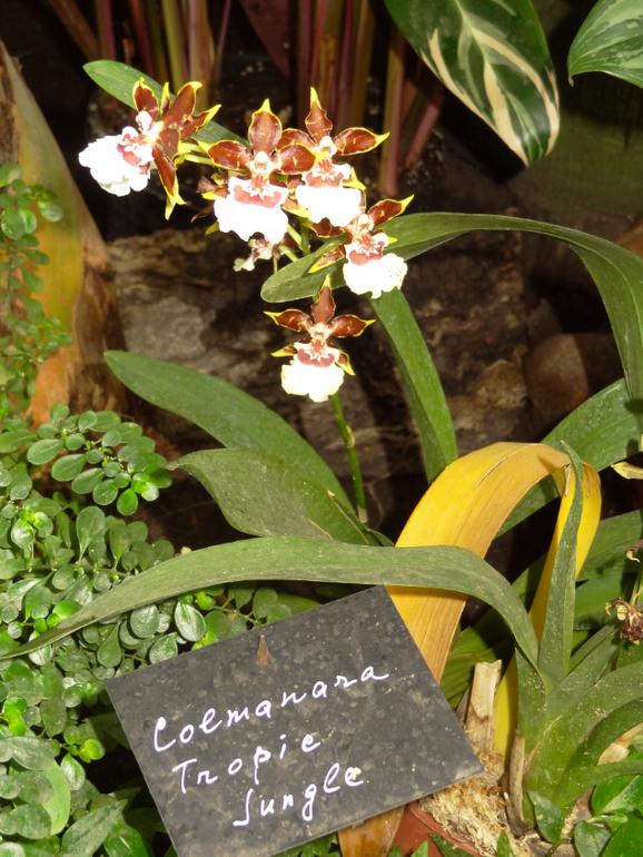 Выставка в аптекарском огороде