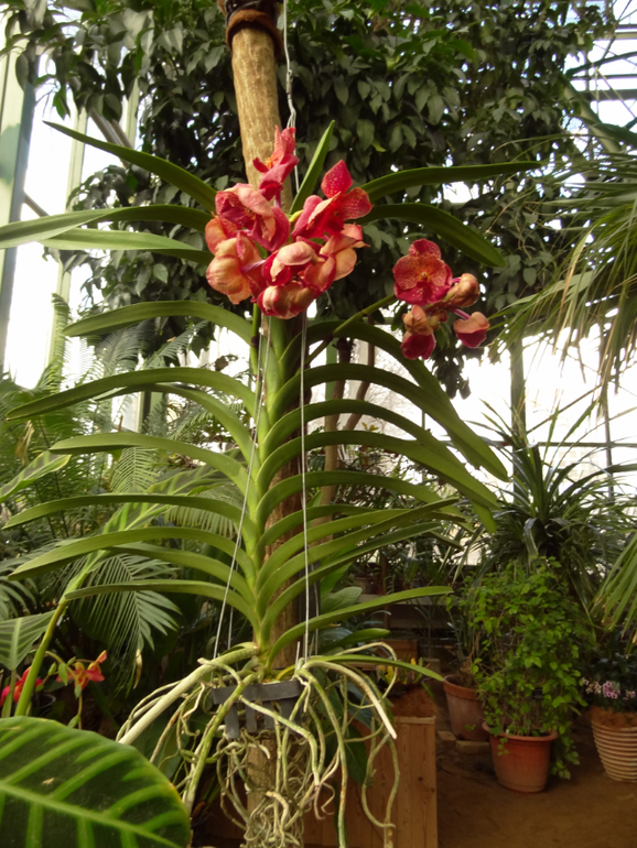 Выставка в аптекарском огороде