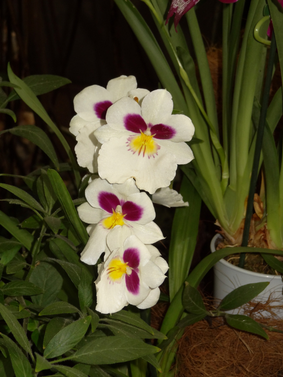 Выставка в аптекарском огороде