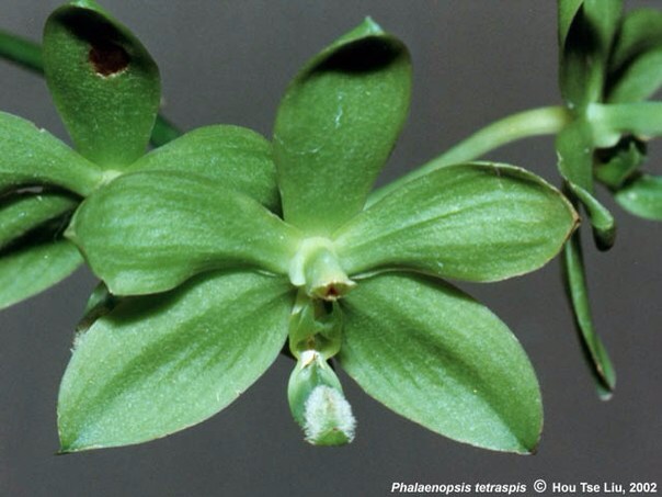 Как вам такая орхидея?