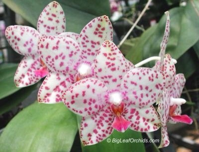 И вот, что еще нашла, практически все это можно приобрести.