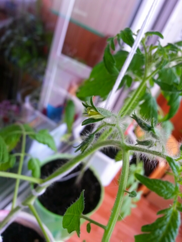 Огород на балконе