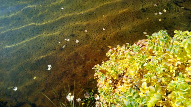 один ДЕНЬ осени