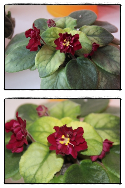 Весенее настроение