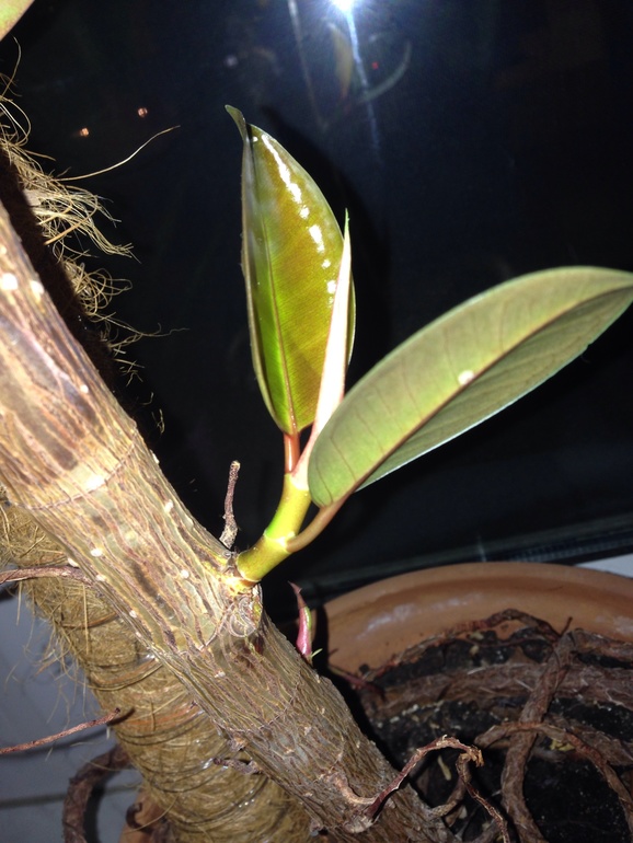 Мой фикус плодится и размножается))))