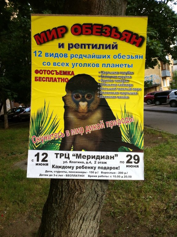 выставка обезьян