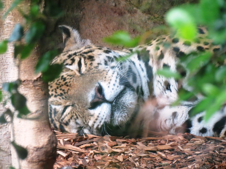 Loro Parque Tenerife (Лоро-парк Тенерифе)