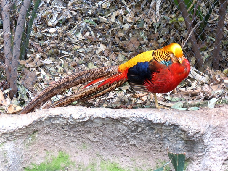 Loro Parque Tenerife (Лоро-парк Тенерифе)