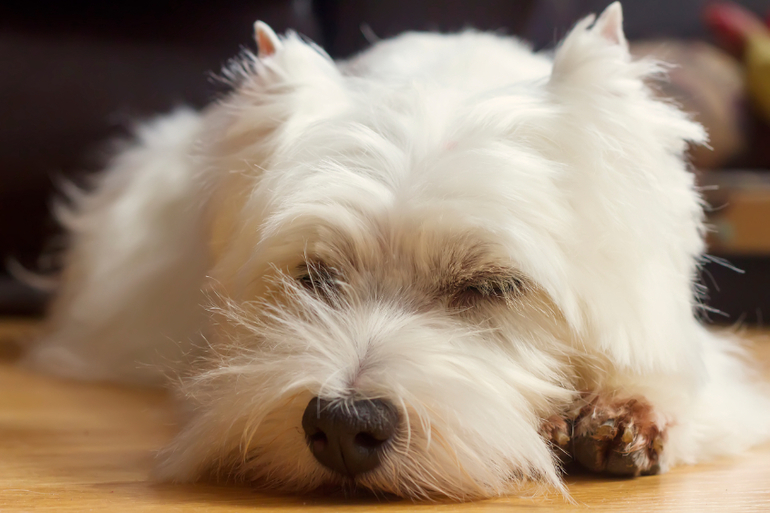 Красота моя)