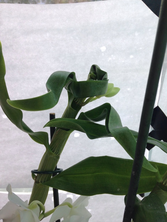 Дендробиум