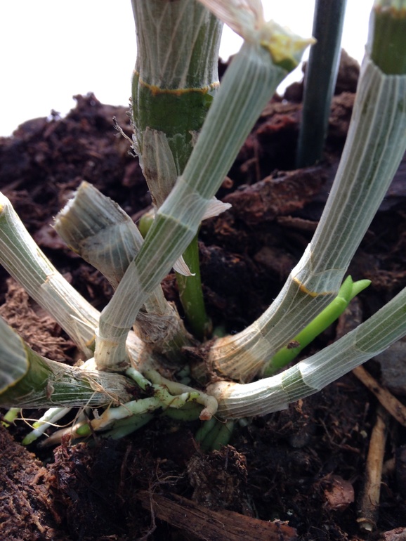 Дендробиум