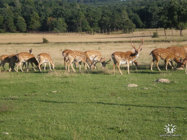 Мой любимый город в солнечнем Закарпатье