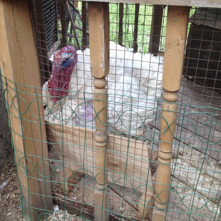 3 мая. Мини зоопарк Золотые ключи