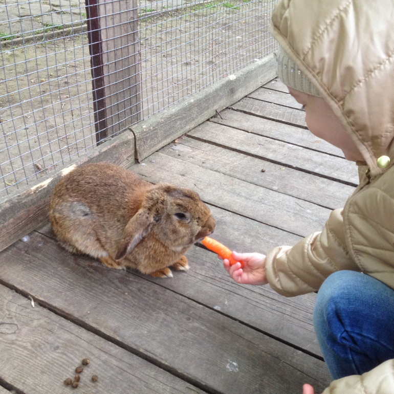 3 мая. Мини зоопарк Золотые ключи
