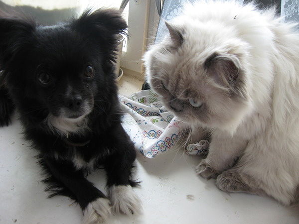 пост для любителей кошек