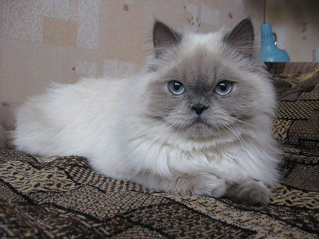 пост для любителей кошек