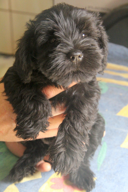 как назвать щенка?