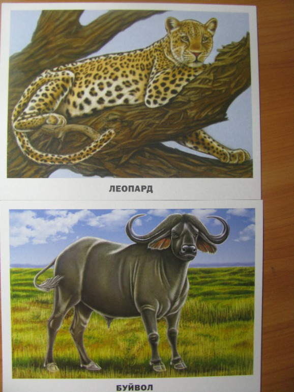 ФМ ТН "Африка". День 4. Путешествие в экваториальные леса.