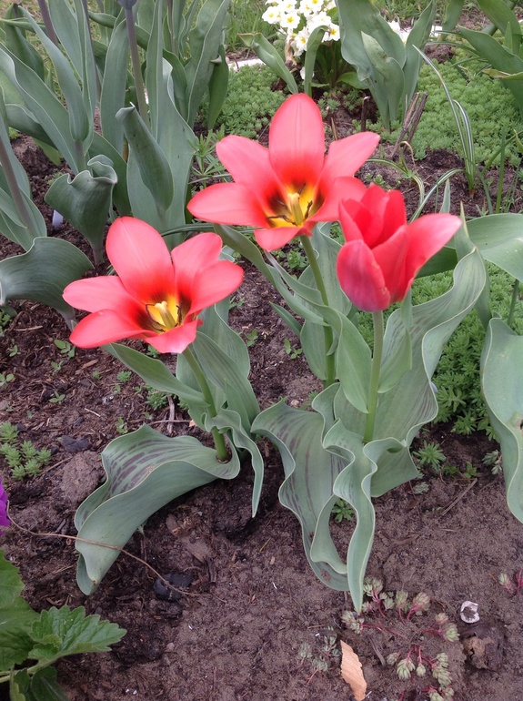 Хвалюсь тем, что выросло...