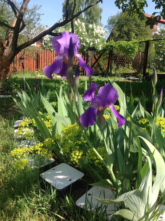 Еще мои цветочки...