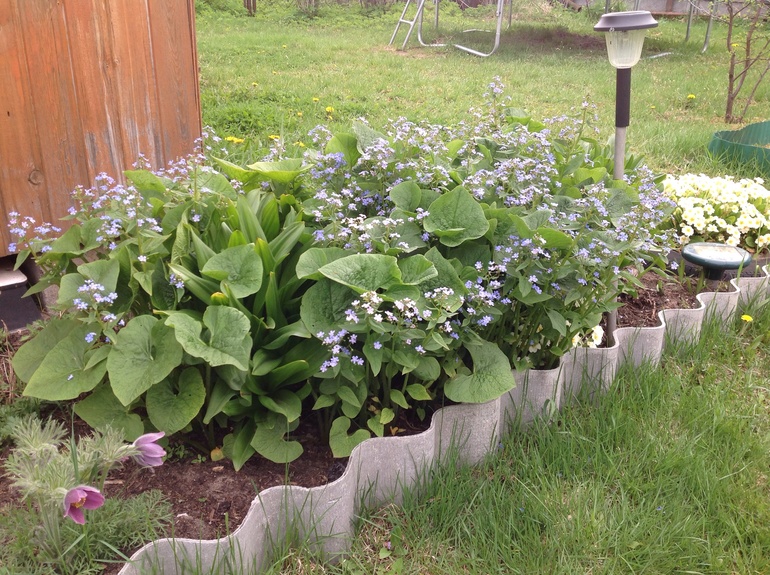 Хвалюсь тем, что выросло...